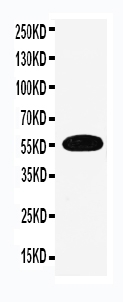 1 - Anti-EAAT3 Antibody ABO11475