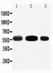 1 - Anti-EAAT3 Antibody ABO11476