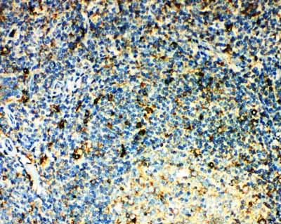 2 - Anti-CCR3 Antibody ABO11486