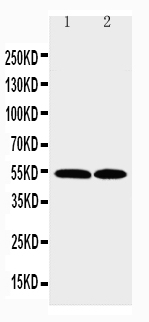 1 - Anti-CCR3 Antibody ABO11486