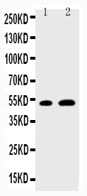 1 - Anti-EGR2 Antibody ABO11487