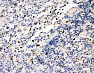 2 - Anti-FLI1 Antibody ABO11488