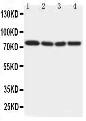 1 - Anti-IRAK Antibody ABO11493