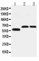 1 - Anti-SLC1A4 Antibody ABO11496
