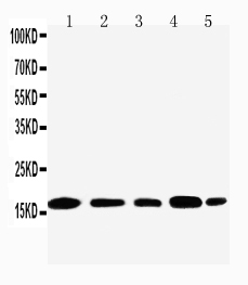 1 - Anti-TIA1 Antibody ABO11503