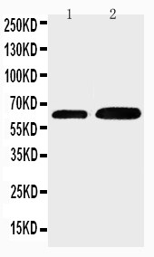 1 - Anti-Cdc6 Antibody ABO11509