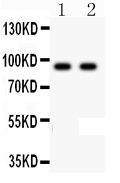 1 - Anti-LI Cadherin Antibody ABO11510