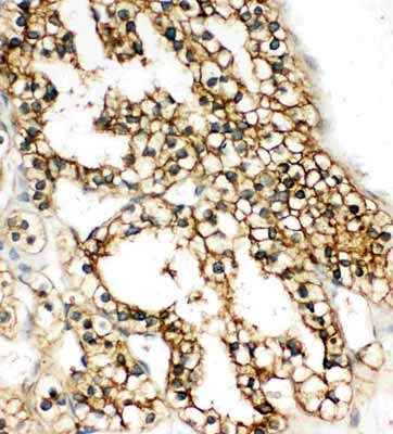 2 - Anti-COMT Antibody ABO11513