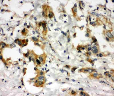2 - Anti-COMT Antibody ABO11513