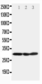 1 - Anti-COMT Antibody ABO11513