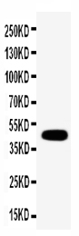1 - Anti-Connexin 45/GJA7 Antibody ABO11516