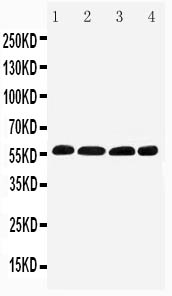 1 - Anti-IRF5 Antibody ABO11519