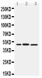 1 - Anti-IRF8 Antibody ABO11520