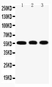 1 - Anti-KLF4 Antibody ABO11521