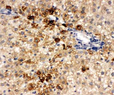 2 - Anti-HNF6 Antibody ABO11524