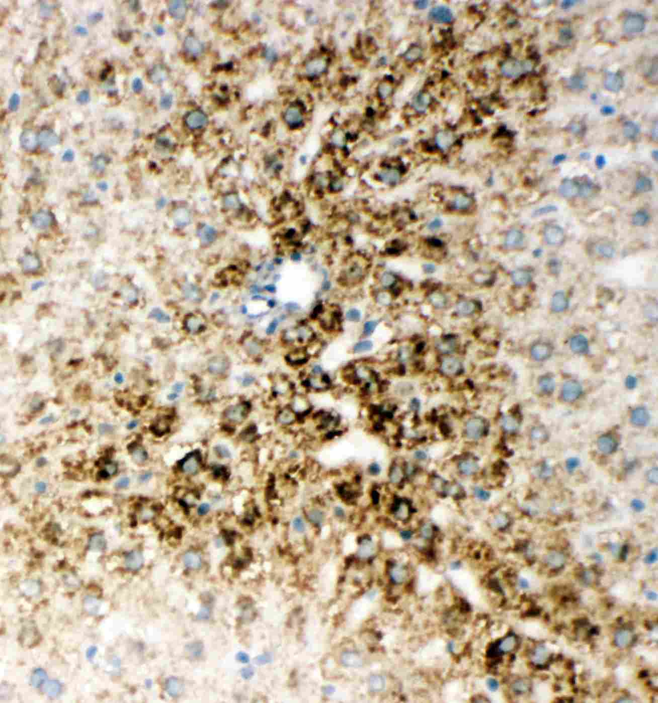 2 - Anti-HNF6 Antibody ABO11524