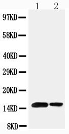 1 - Anti-Sumo 1 Antibody ABO11530