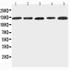 1 - Anti-ITGA7 Antibody ABO11536