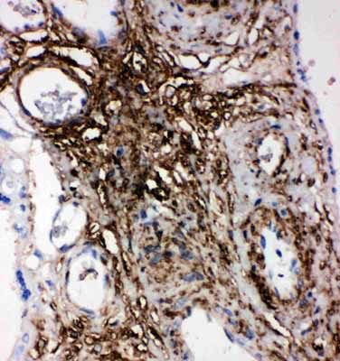 2 - Anti-PLTP Antibody ABO11538