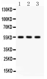 1 - Anti-PLTP Antibody ABO11538