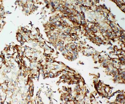 2 - Anti-AIF Antibody ABO11542
