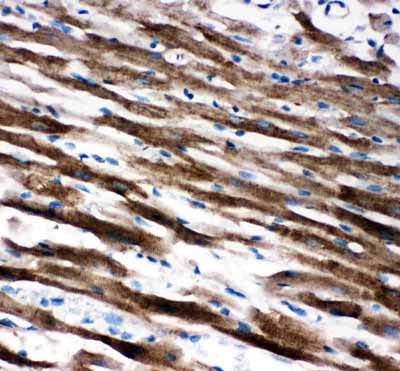 2 - Anti-AIF Antibody ABO11542