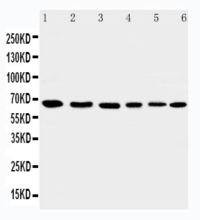 1 - Anti-AIF Antibody ABO11542