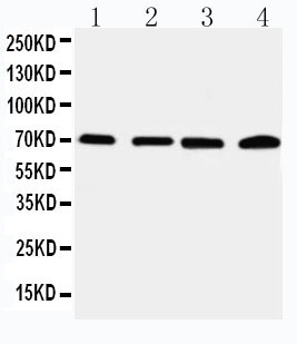 1 - Anti-IRAK2 Antibody ABO11546