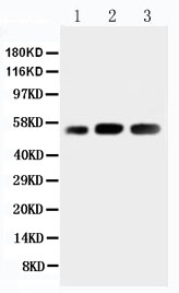 1 - Anti-KIN Antibody ABO11548