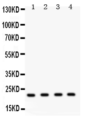 1 - Anti-Securin Antibody ABO11550