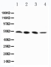 1 - Anti-RIP3 Antibody ABO11552