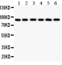 1 - Anti-TLR1 Antibody ABO11556