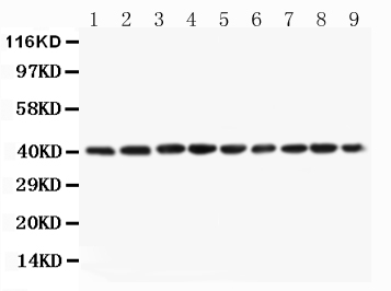 1 - Anti-PON1 Antibody ABO11563