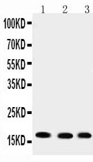 1 - Anti-UBE2I/UBC9 Antibody ABO11568