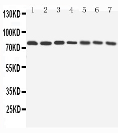 1 - Anti-Apg7 Antibody ABO11571