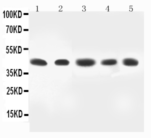 1 - Anti-MEK4 Antibody ABO11584