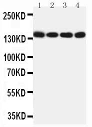 1 - Anti-Mer Antibody ABO11585