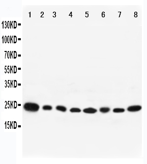 1 - Anti-RAB8A Antibody ABO11589