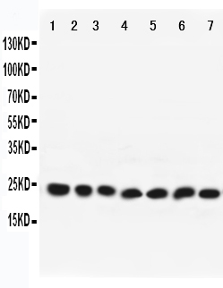1 - Anti-Rab9 Antibody ABO11590