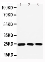 1 - Anti-Rab11A Antibody ABO11591