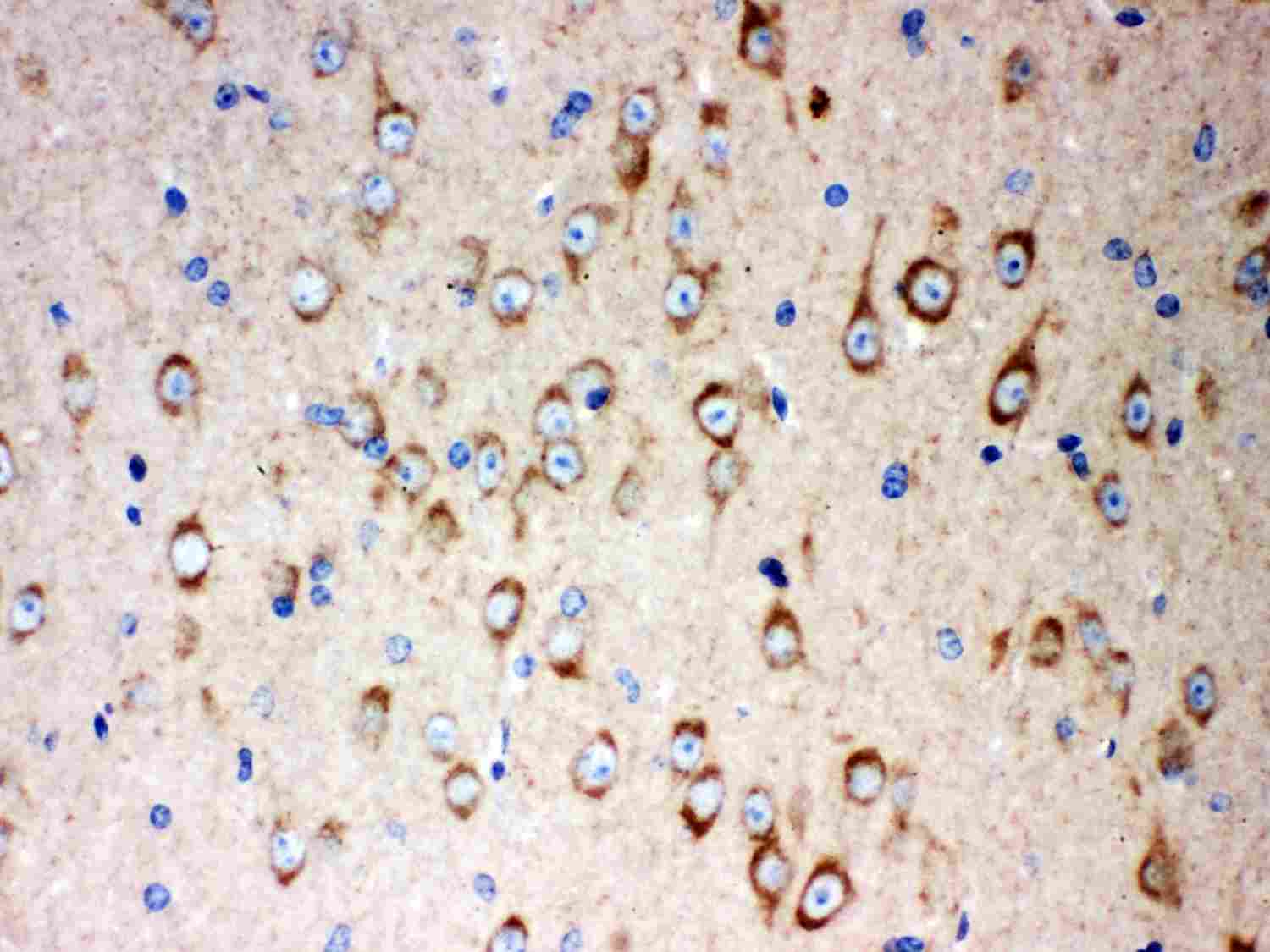 2 - Anti-SOX2 Antibody ABO11593