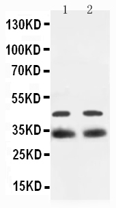 1 - Anti-SOX2 Antibody ABO11593