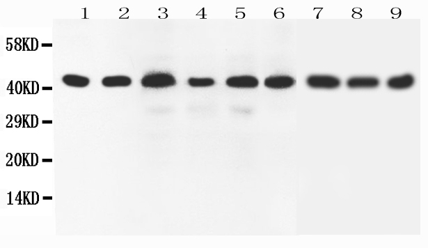 1 - Anti-SOX7 Antibody ABO11594