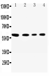 1 - Anti-SynCAM Antibody ABO11602