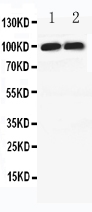 1 - Anti-PSD95 Antibody ABO11603