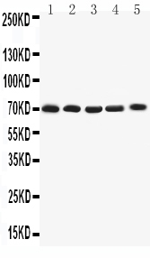 1 - Anti-Kv1.4 Antibody ABO11605