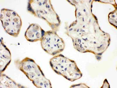2 - Anti-DDAH2 Picoband Antibody ABO11619