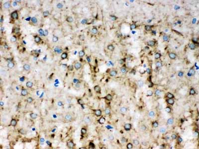 2 - Anti-Alpha Internexin Picoband Antibody ABO11621