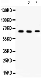 1 - Anti-Alpha Internexin Picoband Antibody ABO11621
