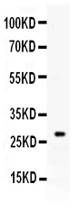 1 - Anti-KLK8/Kallikrein-8 Picoband Antibody ABO11623